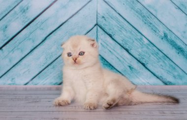 Açık renkli İskoç kedi yavrusu düz bir arkaplanda oynar