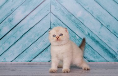 Açık renkli İskoç kedi yavrusu düz bir arkaplanda oynar