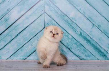 Açık renkli İskoç kedi yavrusu düz bir arkaplanda oynar