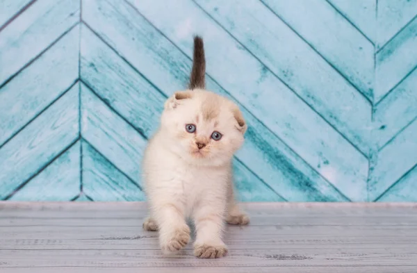 Pouco Escocês Dobra Gatinho Jogando — Fotografia de Stock