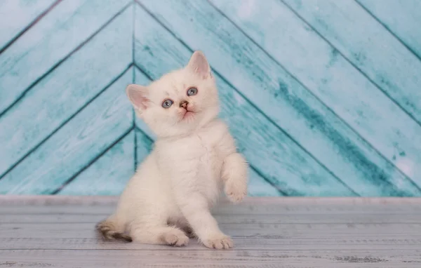 Liten Skotsk Fold Kattunge Spelar — Stockfoto