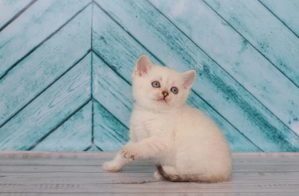 Liten Skotsk Fold Kattunge Spelar — Stockfoto