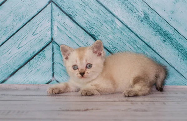 Liten Skotsk Fold Kattunge Spelar — Stockfoto