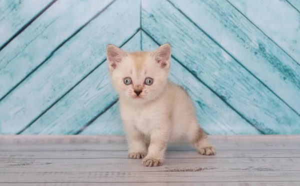 Liten Skotsk Fold Kattunge Spelar — Stockfoto