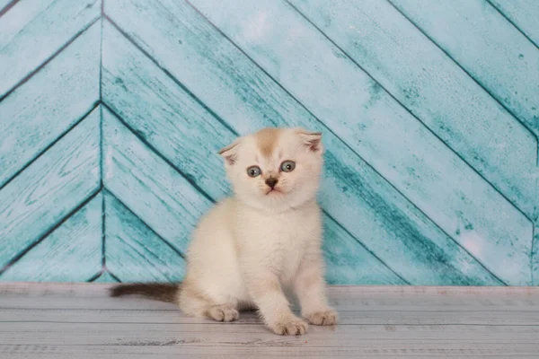 Kucing Lipatan Skotlandia Dalam Warna Terang Memainkan Latar Belakang Polos — Stok Foto