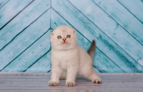 Gatito Pliegue Escocés Color Claro Juega Sobre Fondo Liso —  Fotos de Stock