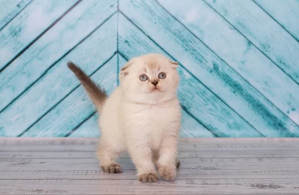 Gatinho Dobrável Escocês Uma Cor Clara Joga Fundo Liso — Fotografia de Stock