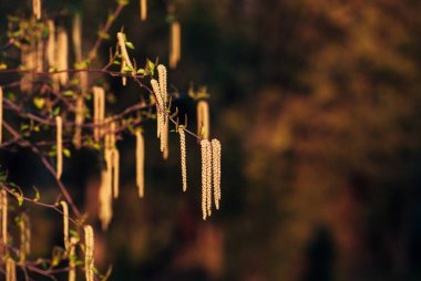 huş ağaçları gün batımında karanlık bir arka planda saklanır.