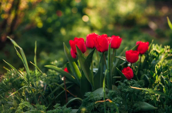 Knallrote Tulpensträucher Wachsen Garten lizenzfreie Stockfotos