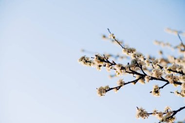 Mavi gökyüzüne karşı çiçek açan beyaz pınar