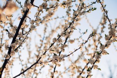 Gün ışığında çiçek açan elma dalları.
