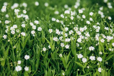 Bahçede dekoratif beyaz papatyalar açıyor.