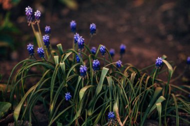 Arka planda küçük mor çiçekler