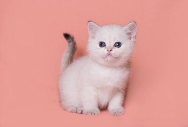 Temiz bir arkaplanda İskoç Heteroseksüel kedi yavrusu