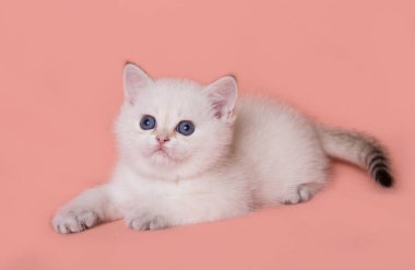 Temiz bir arkaplanda İskoç Heteroseksüel kedi yavrusu