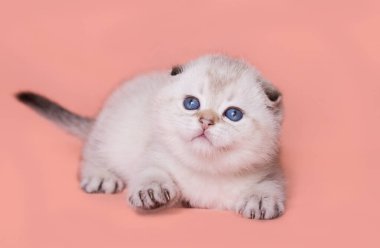 İskoç kedi yavrusu düz bir arkaplanda oynar