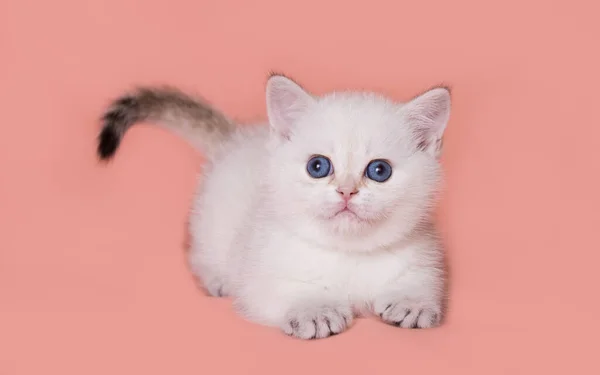 Schottisches Straight Kitten Auf Sauberem Hintergrund — Stockfoto