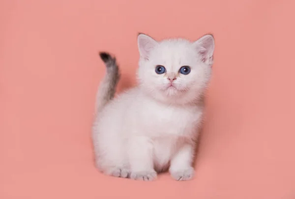 Scottish Straight Kitten Clean Background — Stock Photo, Image