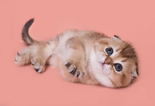 Scottish Fold Kitten Plays Plain Background — Stock Photo, Image