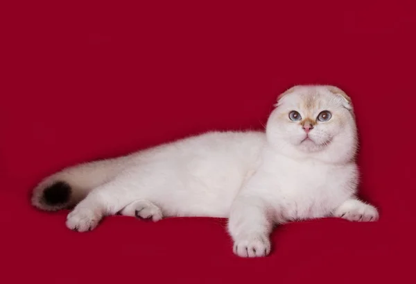 Volwassen Schotse Vouw Kat Ligt Een Schone Achtergrond — Stockfoto