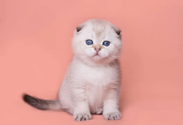 Scottish Fold Kitten Plays Plain Background — Stock Photo, Image