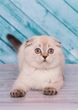 İskoç kedi yavrusu arka planda yatıyor