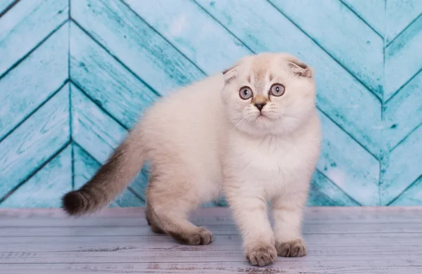Chubby Scottish Kitten Background — Stock Photo, Image