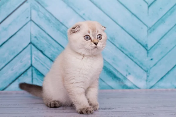 Gordito Escocés Gatito Fondo — Foto de Stock