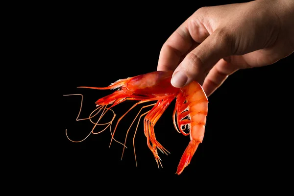 Hand holding prawn — Stock Photo, Image