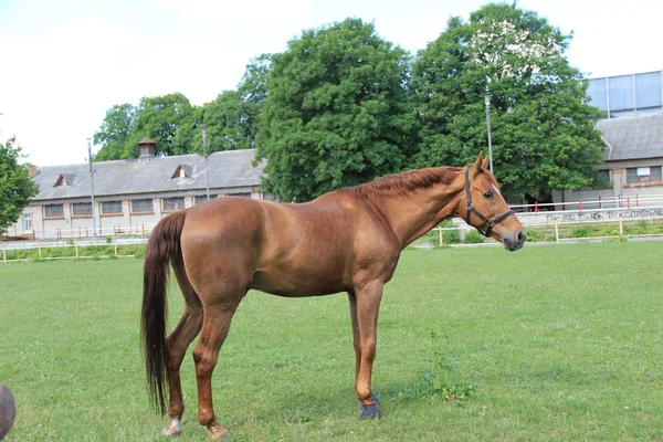 Das Pferd wartet — Stockfoto