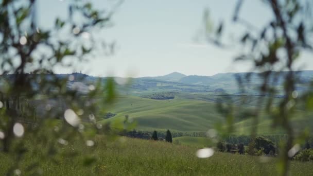 Rama de olivo verde joven con hojas verdes a la luz del sol de primavera. Toscana — Vídeos de Stock