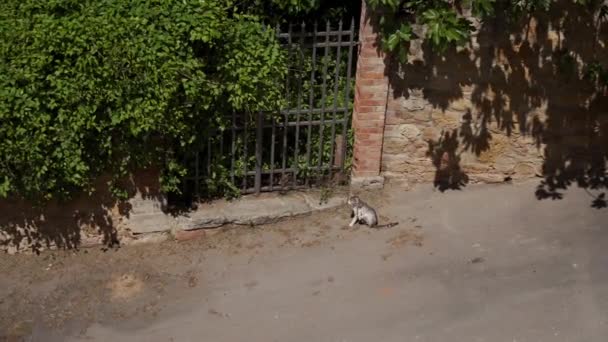 Tabby Katze wäscht auf Straße der Altstadt, entkommt durch überwucherten Zaun. sonnig — Stockvideo