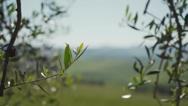 Tak van verse jonge olijfboom met groene bladeren in de lentezon. Toscane — Stockvideo