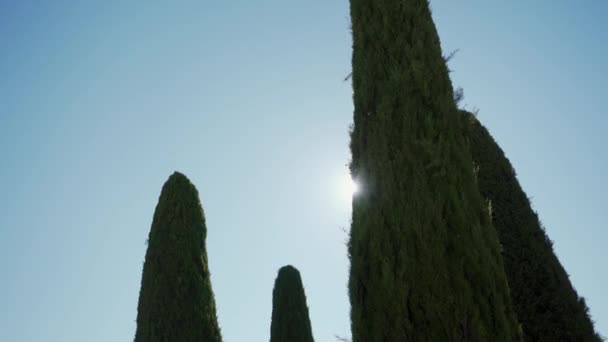 Cypress tree crowns with sun shining in Tuscany scenic area, Italy — Stock Video