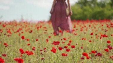 Close-up woman in red romantic dress go on blooming poppy field on sunny day