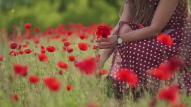 Girl in red polka-dot dress sits in bloom poppy field, picks flowers for bouquet