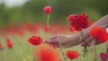 Female hands pick flowers of red poppies for bouquet. Close-up. Blurred field