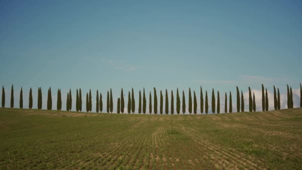 Row of green cypress trees under clear blue sky on sunny day. Side view. Tuscany — ストック動画