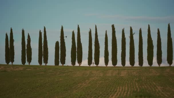 Rows of slender green cypresses sway from wind in sunny weather on Tuscan hills — ストック動画