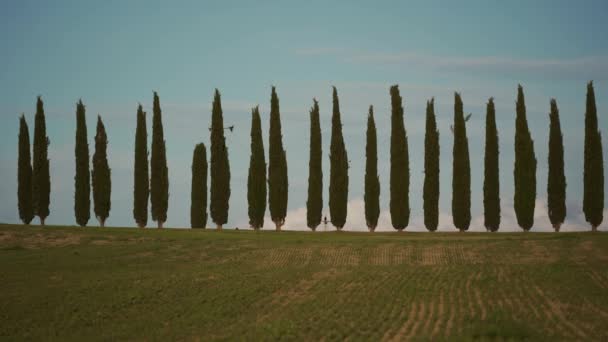 Rows of slender green cypresses sway from wind in sunny weather on Tuscan hills — Stockvideo