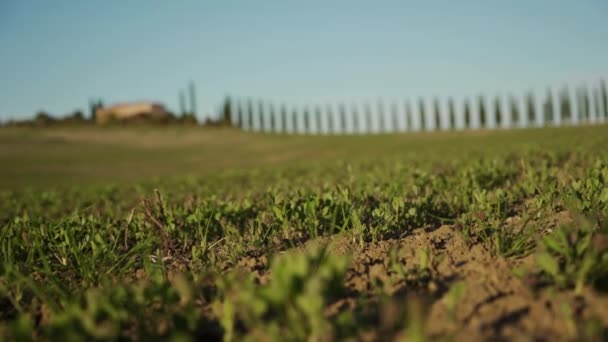 Gros plan des jeunes pousses poussant sur les collines sur fond flou de la ferme, cyprès — Video