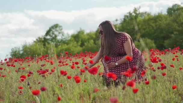 Chica bonita en vestido rojo de verano se sienta en el campo de amapola y recoger flores para ramo — Vídeos de Stock