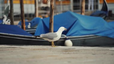 Martı, mavi örtülerle kaplı Venedik gondollarının arka planında kıyıda duruyor.