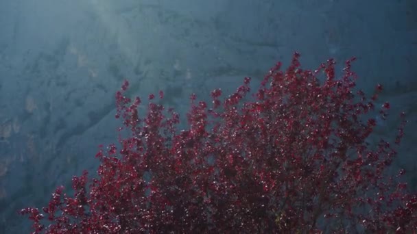 Árbol con follaje rojo crece en el valle de la montaña en el día ventoso soleado, primer plano — Vídeos de Stock