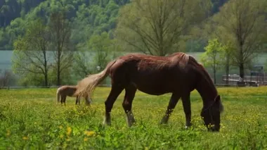 Güzel kestane atları Tegernsee Gölü, Alpleri yakınlarındaki çiftlikte yeşil çayırlarda otlar.