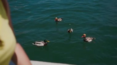Kadın turist tatillerde ördekleri besler. Garda Gölü, Limon, İtalya. Kapat.