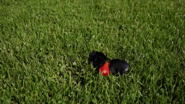 Крупный план красной клубники в стильных солнечных очках, лежащих на зеленой траве, шутка — стоковое видео