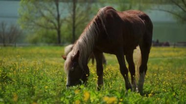 Güzel kahverengi atlar Tegernsee Gölü, Alpler yakınlarındaki yeşil çayırlarda otlar.