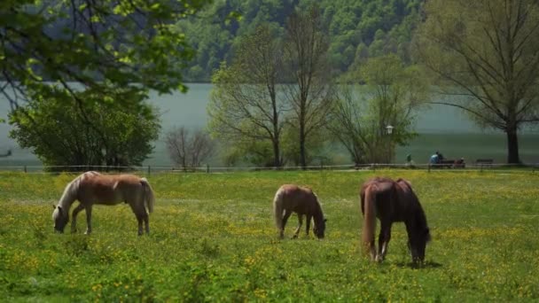 Serenos caballos marrones pastan en la hierba verde junto al lago bávaro Tegernsee en un día soleado — Vídeo de stock