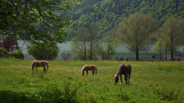 Alaposan kitenyésztett lovak legelnek a mezőn a lótenyésztés területén. Tegernsee-tó — Stock videók